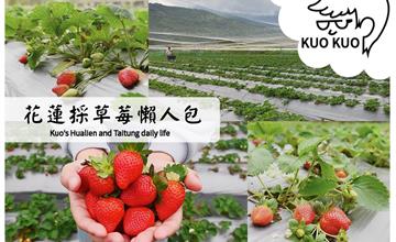 花蓮冬天要去哪？來鳳林採草莓就對了