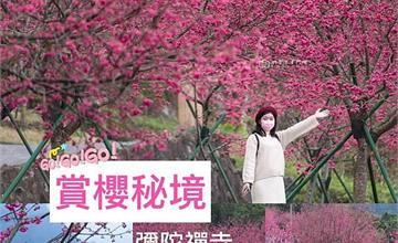 嘉義｜賞櫻秘境「阿里山彌陀禪寺」！想拍櫻花美照不用人擠人，偽出國賞超夢幻粉紅花開