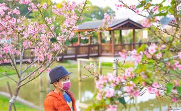 櫻花開了！到台南山上花園水道博物館「淨水池區」看美麗粉紅櫻花綻放