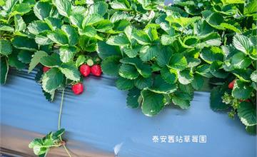 泰安舊站草莓園，熱門賞櫻景點泰安派出所正對面，賞櫻採莓一次滿足