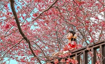 新竹免費賞櫻景點 財伯觀光果園！在觀景台欣賞夢幻櫻花開滿整片天空