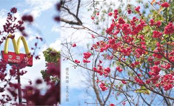 中壢最美櫻花公園 最美麥當勞 莒光公園 台版迷你小京都 小橋流水與夜櫻