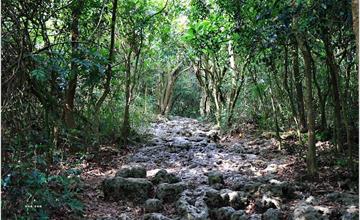 高雄｜壽山國家自然公園：高雄人的後山，木棧道、盤榕道，輕鬆寫意或挑戰級任你選擇！