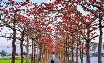 世界十大春季最美城市景點！台南「白河木棉花季」火紅炸開