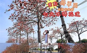 台南將軍木棉花滿開，密度全國之冠的木棉故鄉追花攻略