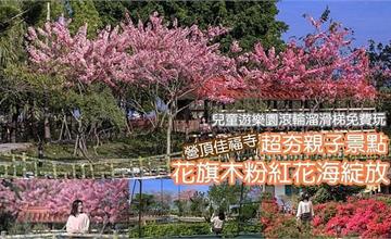 台南營頂佳福寺 花旗木粉紅花海綻放中 