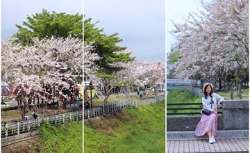潮州河濱公園花旗木 粉嫩花朵仙氣逼人，一整排搖旗怒放迎接春天