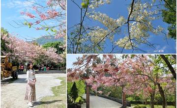 台南。南化 玉山寶光聖堂花旗木 粉紅、黃花、白花三種花色一次賞