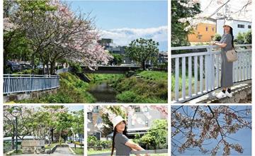 屏東｜潮州河濱公園：漫遊民治溪畔花旗木步道，粉嫩花朵綻放猶如飛日本賞櫻