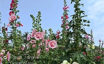 2022台南學甲蜀葵花文化節｜漫遊爭奇鬥豔的花朵迷宮，打卡可愛裝置藝術