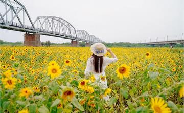 屏東｜下淡水溪鐵橋：打卡浪漫黃色向日葵海，和新舊鐵路合照！