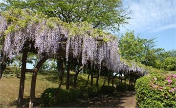 美度不輸櫻花季！日本石川縣「紫藤花」3大打卡景點公開！
