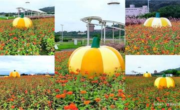 台北｜大佳河濱公園金黃花海：不用跑遠台北就能賞花！打卡大片金黃花海與超萌裝置藝術