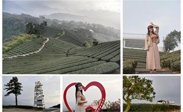 嘉義｜海鼠山1314觀景台：健行步道10分鐘，360度零死角茶園美景盡收！