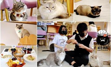 桃園｜貳巷貓弄Catfeine：貓奴必訪，13隻超萌喵星人坐鎮！桃園貓咪主題餐廳推薦