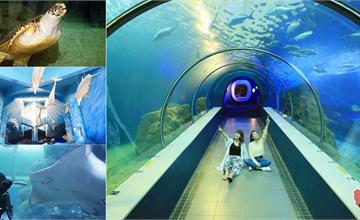 【澎湖景點】澎湖免日曬室內景點：澎湖水族館，美拍海底隧道、最有活力「大洋池餵食秀」超好看