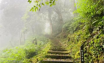 高雄桃源｜藤枝國家森林遊樂區：南台灣小溪頭秘境，享受雲霧繚繞如入仙境般之美