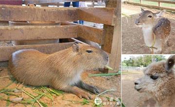 桃園｜埔心牧場：老字號親子農牧場！餵食超萌動物水豚、羊駝、梅花鹿，看小豬賽跑！