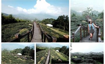 嘉義｜太興岩步道：健行清幽步道，欣賞遼闊茶園及山林景致