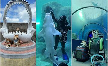 澎湖｜澎湖水族館：全台唯一寵物友善水族館在澎湖！與寵物共遊海底隧道、潛水員餵食秀療癒必看