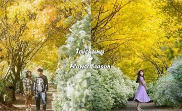 季節限定的沐心泉「黃金楓+白雪木」花季在本週開跑！快來搶先看一波浪漫花海！