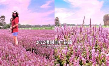 2022桃園仙草花節｜打卡夢幻花海，一秒飛普羅旺斯！「仙茶之舞」五大展區超迷人