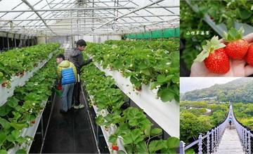 台北內湖｜山櫻草莓園：白石湖就能體驗採草莓！超舒適雨棚環境，順遊吊橋與濕地