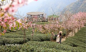 南投竹山｜軟鞍八卦茶園：粉紅櫻花尬抹茶綠茶園！觀景涼亭賞山中壯麗美景