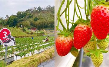 苗栗大湖｜紅色琉璃瓦草莓園：免彎腰高架草莓園採果去！還有草莓卡士達、法式草莓千層布丁塔必吃