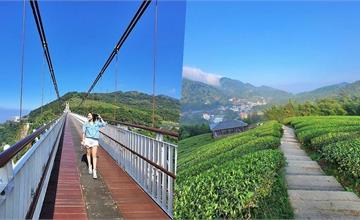 嘉義｜太平雲梯 雲之南步道：走訪天空步道就像漫步在雲端！徜徉如仙境般的茶園超愜意