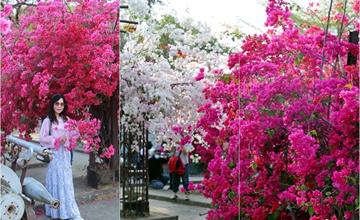 高雄｜橋頭糖廠九重葛花海爆開！萬紫千紅超繽紛，結合鐵園迷城藝術作品＆老煙囪別有風情