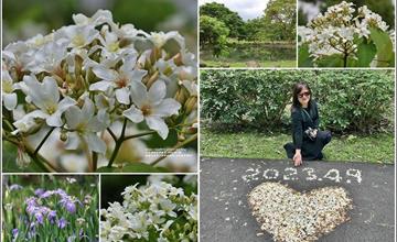 花蓮｜吉安桐花季：漫步南華林業園區，近距離欣賞浪漫五月雪！