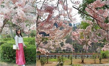 高雄｜神威天臺山道場：花況滿開的平地櫻花  粉色花海好浪漫！