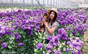 彰化｜董家花田：田尾康乃馨花季開跑！占地一公頃的夢幻花海！綿延不絕的夢幻景點！