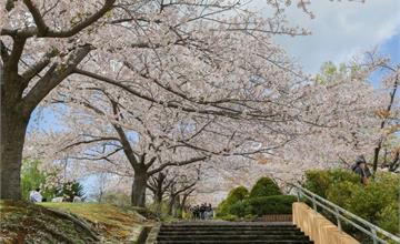 日本｜手宮公園：北海道小樽賞櫻名所，遠眺山海和紅色鳥居夢幻美景！