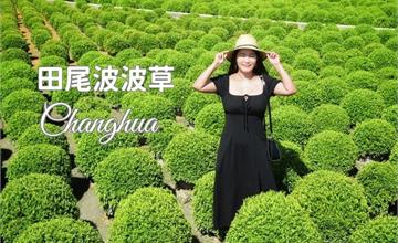 彰化｜田尾波波草：療癒「抹茶丸子」樹球植栽，想看不用飛日本！親子、寵物友善花園秘境