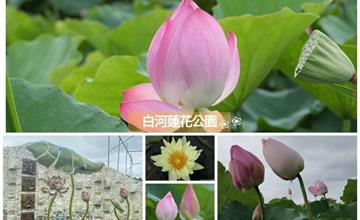 台南｜白河蓮花公園：夏天限定壯觀蓮花海，欣賞千百粉嫩花朵搖曳生姿，順買蓮花伴手禮