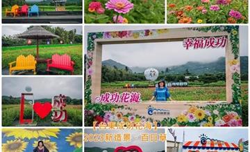 台東｜成功花海：2023百日草花海，五顏六色花卉美不勝收！順便把小農產品帶回家