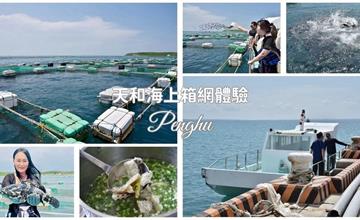 澎湖｜天和澎湖海上箱網體驗：與超大龍膽石斑同框！全台最大箱網漁場，餵魚體驗去