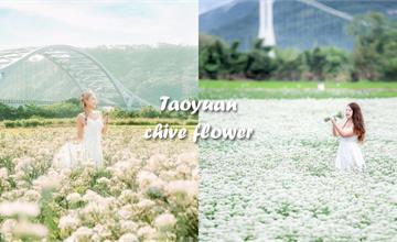 2025桃園韭菜花節｜九月雪夢幻登場，走進雪白世界浪漫暢遊 !