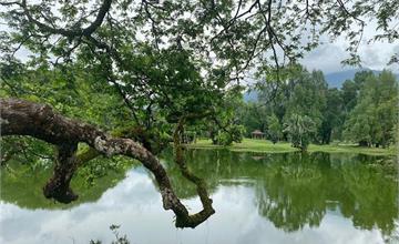 馬來西亞｜太平湖：歷史最悠久的湖濱公園！漫步綠色雨樹廊道、欣賞如詩如畫湖畔風光