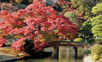 入秋賞紅葉、泡温泉、嘗美食  巢鴨周邊輕裝悠遊散策  感受東京下町在地氛圍