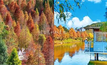 2025全台落羽松美景懶人包！絕美漸層色+湖水倒映，秋冬最美風景必打卡！