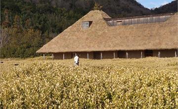 日本｜重現夢幻童話世界！La Collina 近江八幡，美景+年輪蛋糕超療癒！
