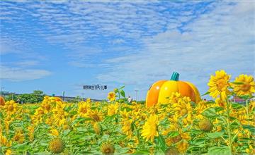 台北｜大佳河濱公園：季節限定！燦金色向日葵花海，照亮浪漫初秋，搭配萬乘裝置藝術超好拍