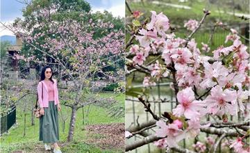 南投｜石馬公園：一年開花兩次的河津櫻，台灣賞櫻秘境，再也不用大老遠飛日本人擠人