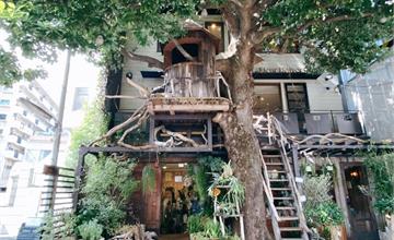 東京｜Les Grands Arbres樹屋咖啡廳：日劇《Dear sister》取景地，在樹上享用自然系餐點