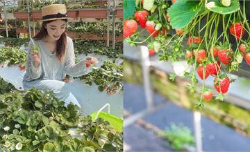 2025全台草莓季｜大湖草莓季、內湖草莓季接續開跑！免彎腰草莓園、季節限定草莓香腸必吃