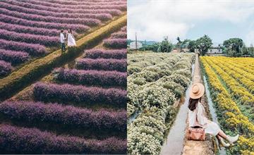 全台｜秋冬8大必拍花海一次收藏：關渡秘境、雪白芒草、紫色花田，讓你輕鬆拍出夢幻美照！