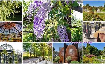 彰化｜成美文化園：秋冬季限定美景！紫色錫葉藤、落羽松輪番登場，漫步10公頃自然園區
